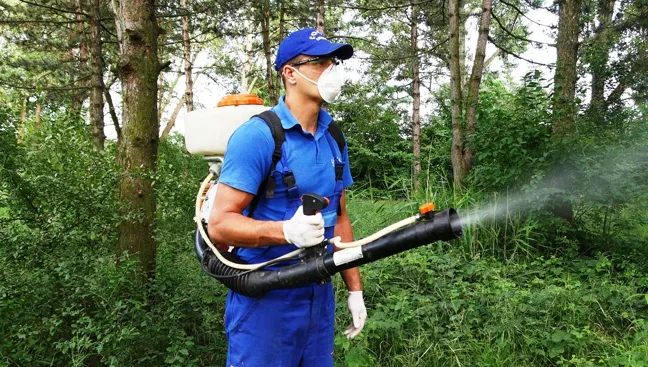 "Oamenii se sperie când o simt". INSECTA pe care Primăria Capitalei vrea să o elimine