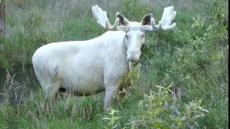 S-a dus în pădure și a făcut o descoperire INCREDIBILĂ. Reacția internetului
