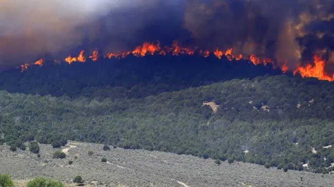 Un hectar de pădure tânără, cuprinsă de flăcări în Harghita