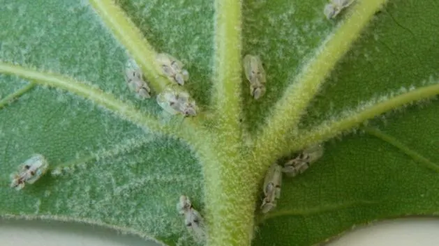Bucureștiul, invadat de o specie nouă de insecte: Tigrul platanului. Iată ce afecțiuni pot provoca