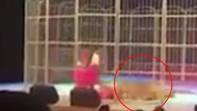 Panică la circ: Un tigru l-a atacat pe dresor în timpul spectacolului