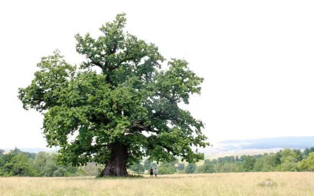 A plantat 1000 de stejari în memoria soţiei lui. Ce a răsărit 10 ani mai târziu este TULBURĂTOR