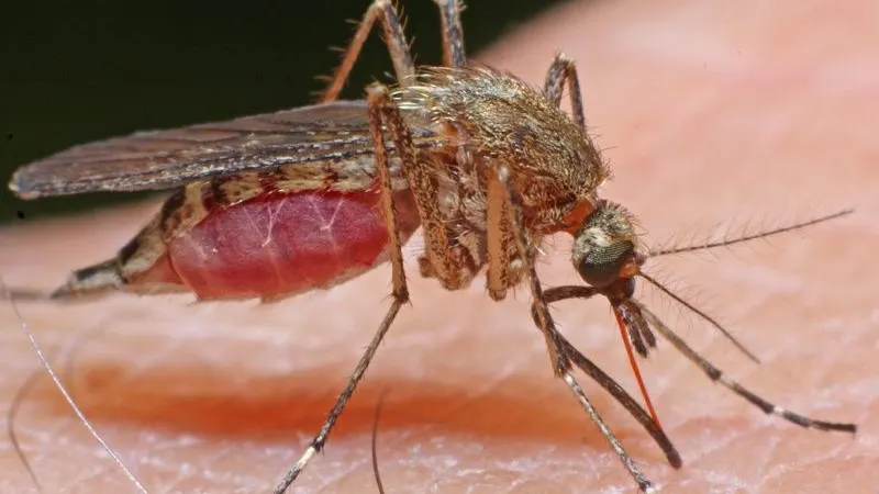 Milioane de țânțari purtători ai unei bacterii, eliberați pentru a împiedica o nouă epidemie