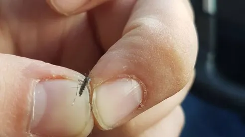 Alertă în Constanța!Țânțarul-tigru, care transmite meningita West Nile, a apărut în centrul orașului