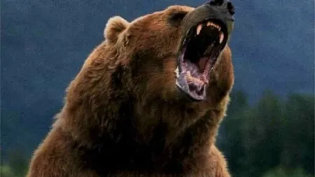 Un cioban a fost atacat de un urs, în judeţul Prahova