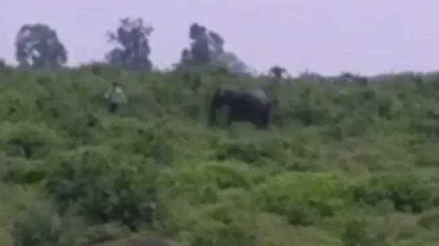 A încercat să facă un selfie cu un elefant, dar a murit în condiţii îngrozitoare