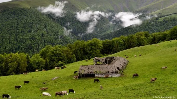 Minunea de la stână. Povestea incredibilă a copilului născut în mijlocul naturii