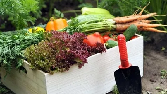 10 fructe şi legume de toamnă care fortifică imunitatea