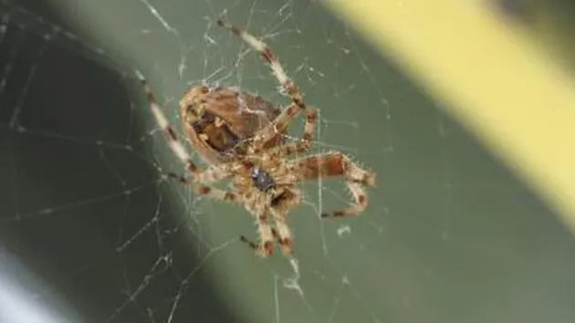 Planta care ţine departe şoarecii, păianjenii şi insectele din casă