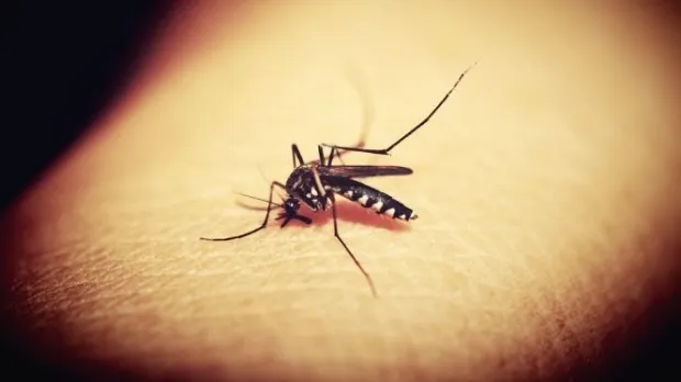 Primele semne care îţi arată că ai fost infectat cu virusul West Nile. Mergi URGENT la medic!