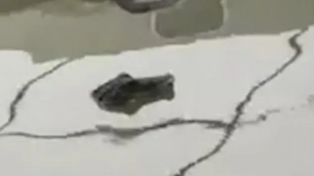 ULUITOR! ”Crocodil” surprins în apele unui mare fluviu european