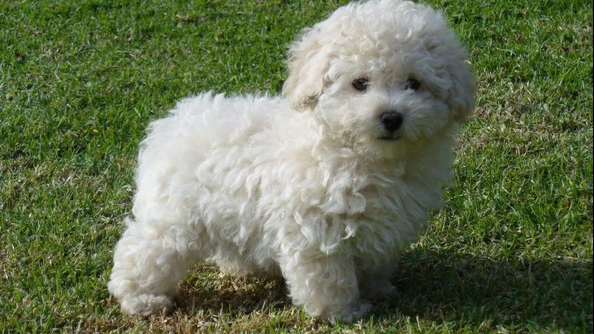 Un caniche a BLOCAT un întreg aeroport şi a întârziat 14 zboruri. Ce s-a întâmplat