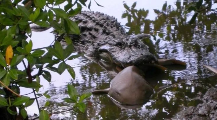 Momentul rarisim în care un crocodil devorează un rechin