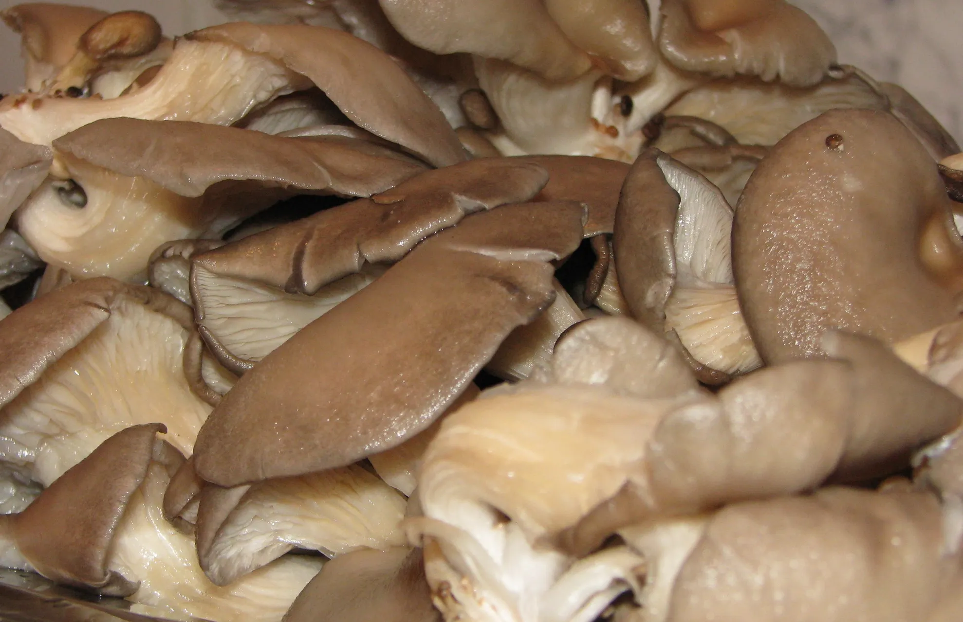 Ce sunt, de fapt, ciupercile PLEUROTUS. Se găsesc şi la noi în magazine. Mai cumperi?