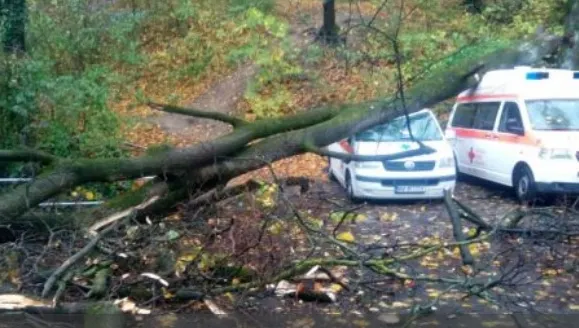 Un copac a căzut peste două ambulanțe, în Brașov
