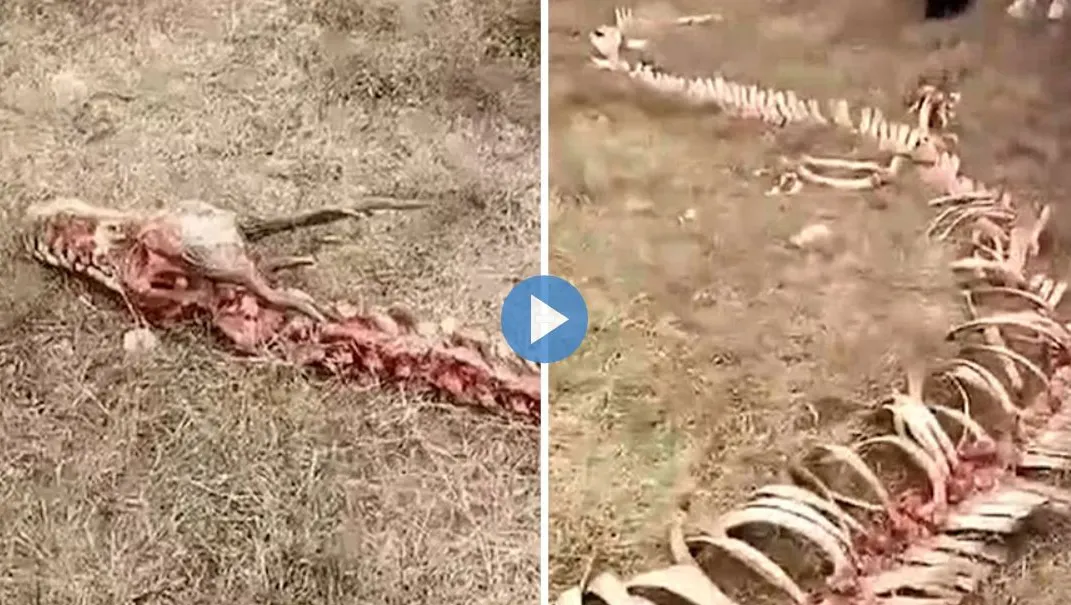 Localnicii au găsit scheletul unui dragon. Ce au surprins oamenii la fața locului FOTO