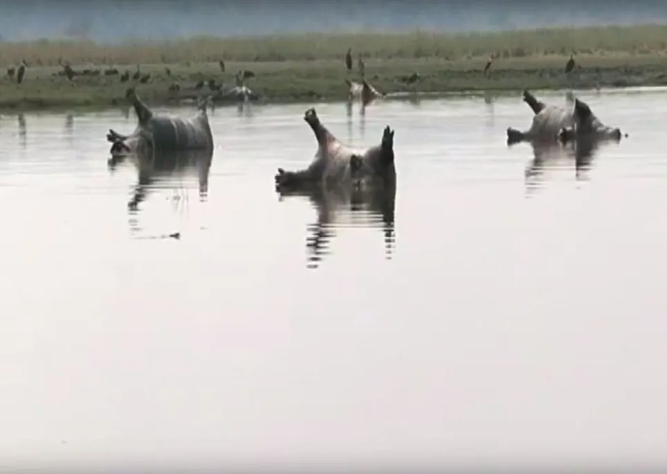 Imaginile groazei: Ce se întâmplă cu aceste animale? Sunt peste 100!