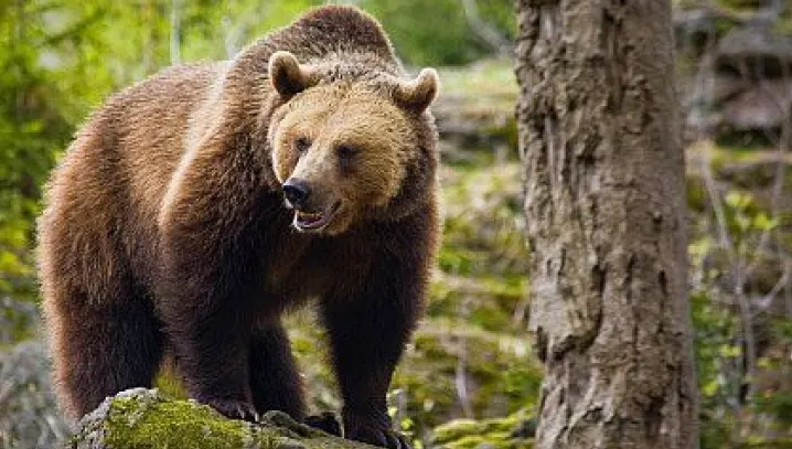Ce se întâmplă cu URSUL care a atacat un bărbat şi o fată. Anunţul ministrului Mediului