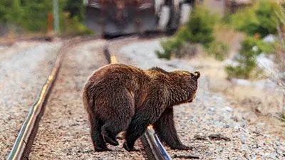 Un urs a fost spulberat de tren