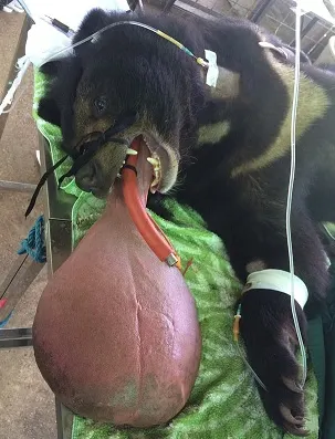 Așa ceva nici veterinarii n-au văzut: i-au tăiat limba ca să nu moară!