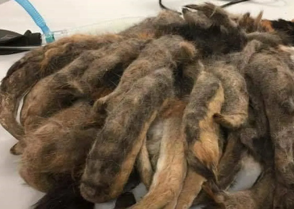A găsit în pod un animal sub o grămadă de blană. A zis că e mort, dar trăia. ŞOC când a văzut ce era