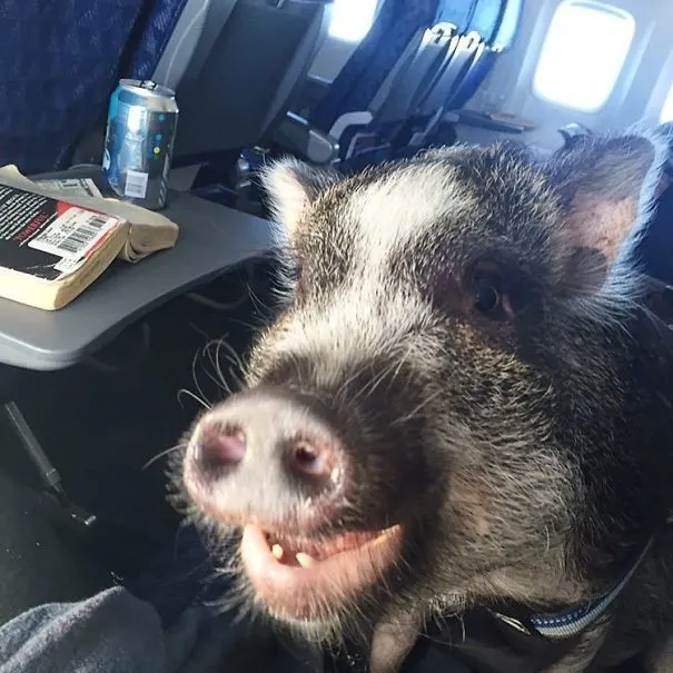 S-au urcat în avion şi au încremenit! N-au putut crede cu cine călătoresc. Au strigat la stewardese
