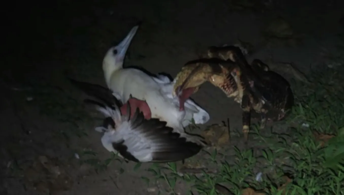 Scena macabră care i-a şocat pe cercetători: un crab gigantic a vânat şi a devorat o pasăre