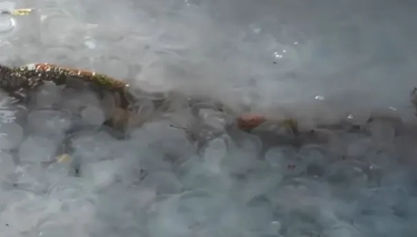 Fenomen ciudat în Peninsula Crimeea. Iată ce a apărut în apa mării