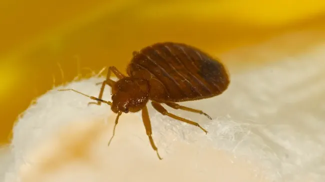 Ploșnițele sunt printre cele mai detestate și dăunătoare insecte