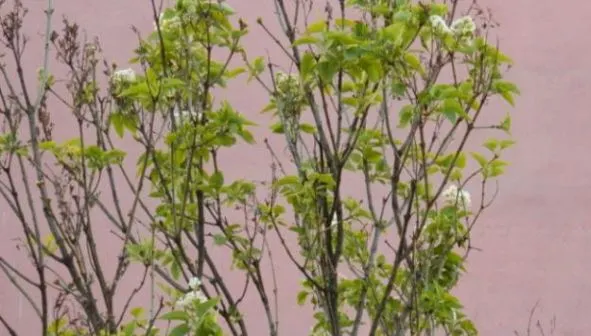 Natura face spectacol la Reşiţa: a înflorit liliacul, în noiembrie!