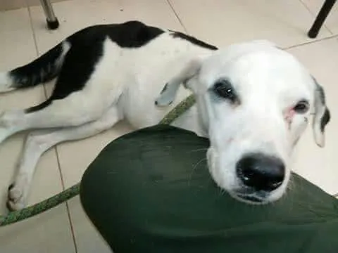 Povestea sfâșietoare a cățelului care a murit de tristețe după ce a fost abandonat pe un aeroport