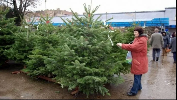 Cum ţii bradul de Crăciun verde săptămâni în şir