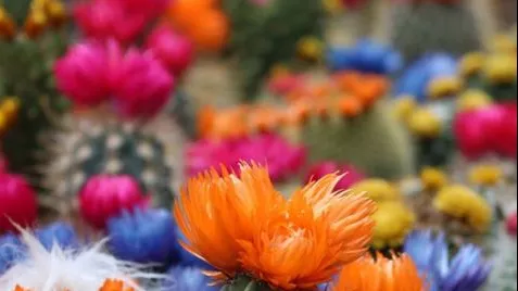Planta care va salva omenirea