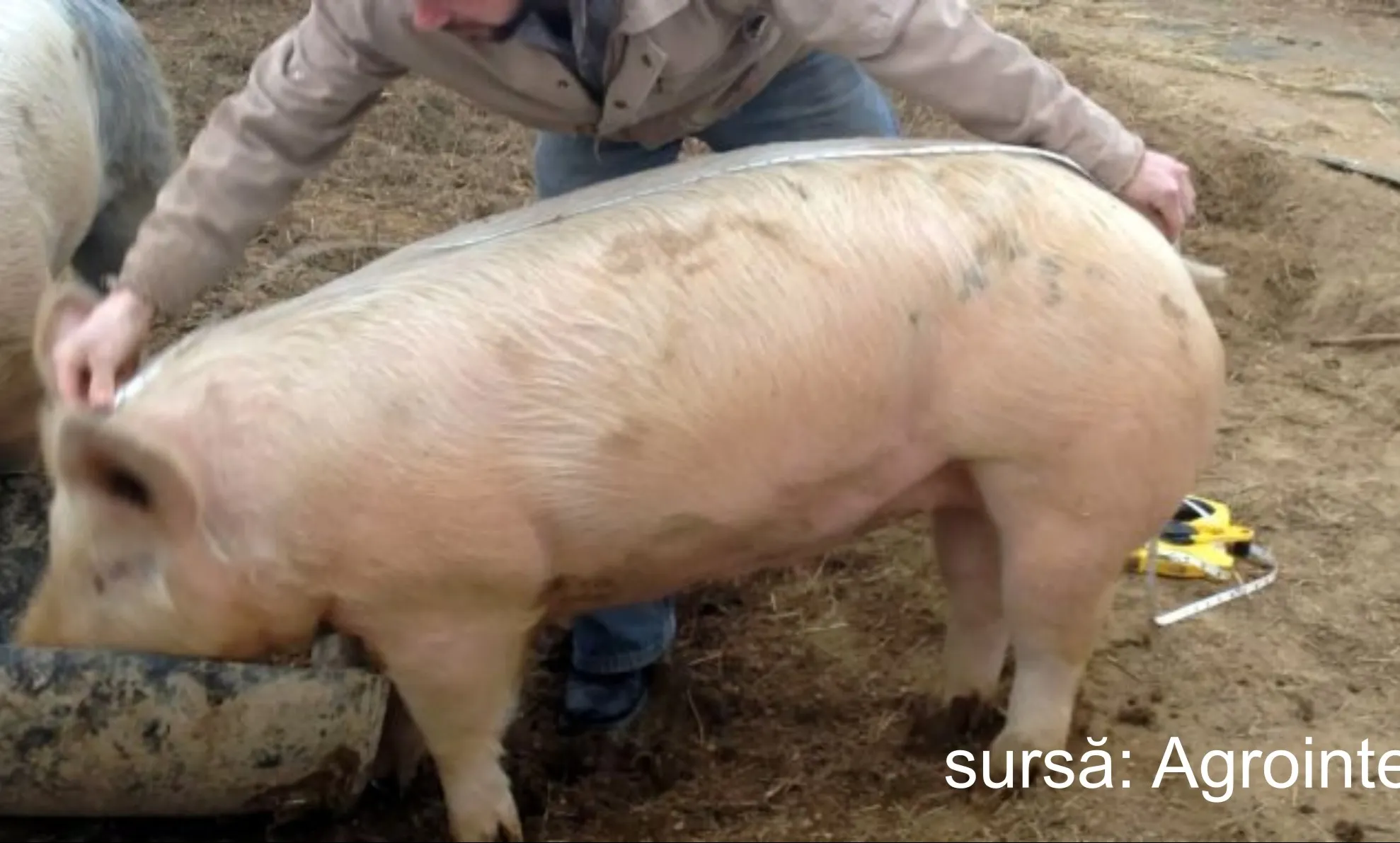 SFAT DE SEZON: Cum poți afla greutatea unui porc fără să-l cântărești