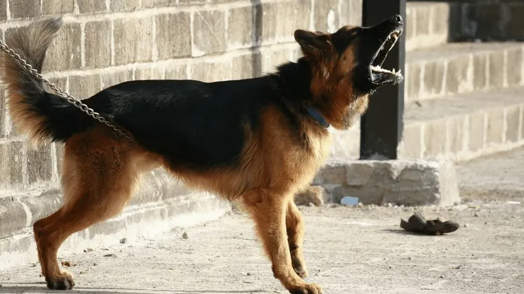Femeie din Reşita, sfâşiată de câinele fiicei sale. Medicii i-au amputat braţele
