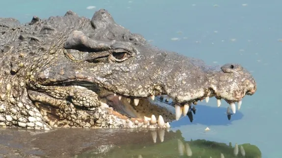 Erau în vacanţă. Dintr-odată a apărut un crocodil. Câinele familiei s-a propiat de el. Ce a urmat
