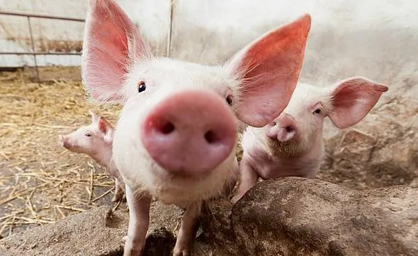 Agricultura "duduie", românii trăiesc din importurile agroalimentare. Porcul, vedeta importurilor