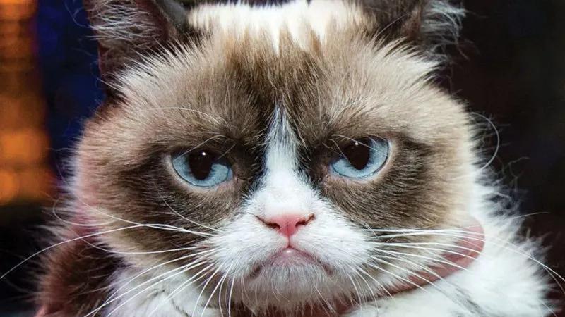 Grumpy Cat a câştigat în instanţă despăgubiri record