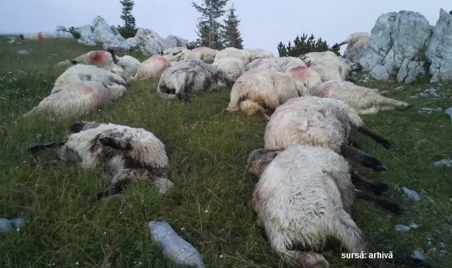 Măcel printre oi: un urs uriaş a ucis zeci de animale, în zona Râşnov