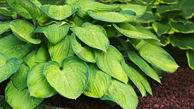 Cum să te lași de fumat cu ajutorul acestei plante miraculoase