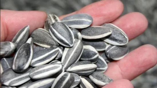 Descoperirea neaşteptată a specialiştilor: de ce TREBUIE să mănânci seminţe de floarea-soarelui