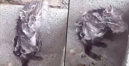 Adevărul cutremurător din spatele filmuleţului cu şobolanul la duş. Ţi se rupe sufletul...