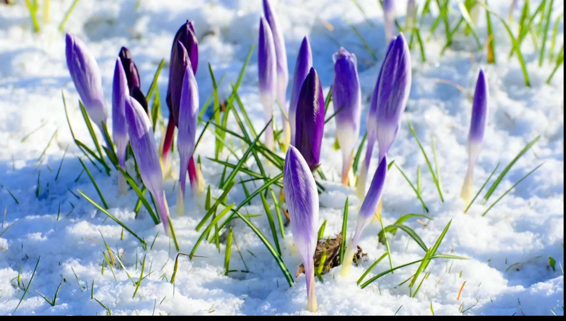 Vom mai avea parte de zăpadă în această iarnă? Anunţul de ultimă oră de la meteo