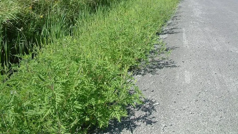 Cum arată ambrozia, planta care îţi poate aduce o amendă de 5.000 de lei. Multă lume nu ştie!