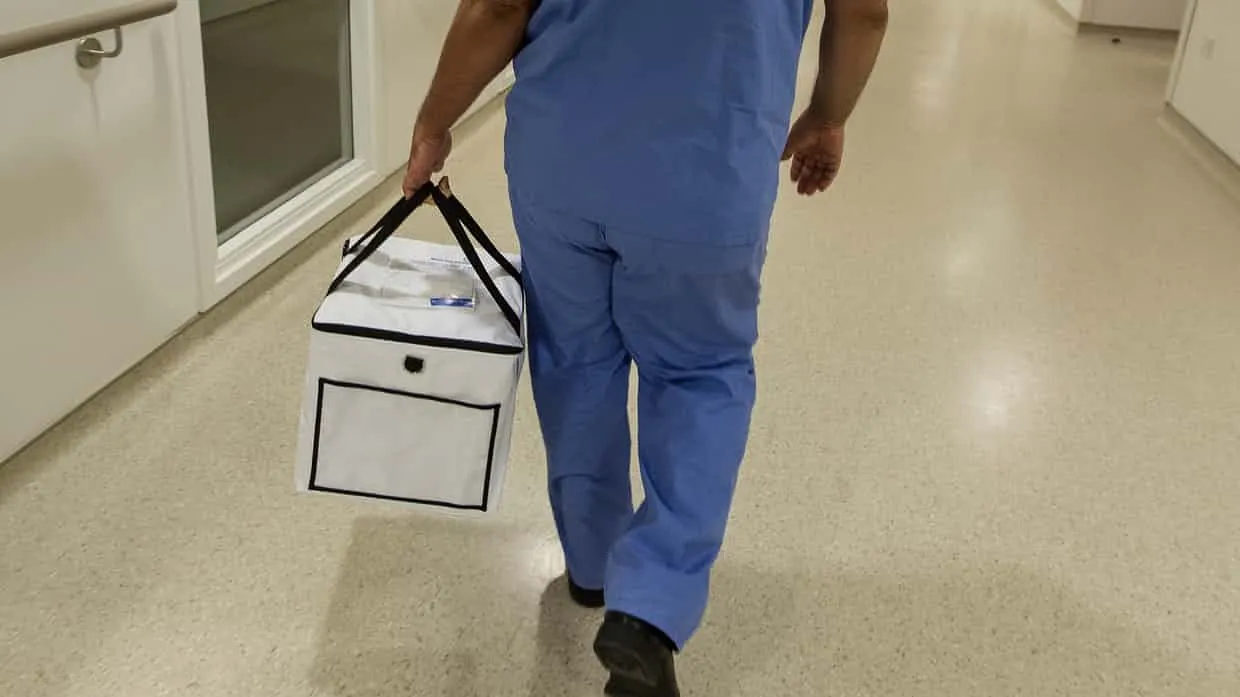 Descoperirea care schimbă lumea: organe umane crescute în oi