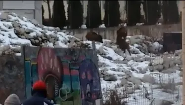 Spitalul cu porci mistreţi. Pacienţii se tem să nu fie atacaţi. 10 animale au fost deja prinse