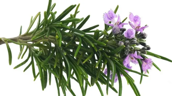 Miroase frecvent această plantă! Stimulează memoria şi îmbunătăţeşte atenţia