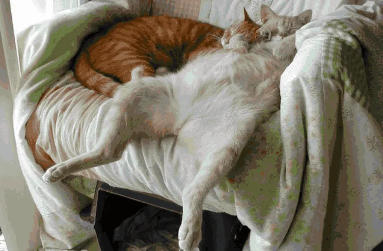 Ssst! Nu trezi animalele care dorm! Galeria foto care îți va face ziua mai frumoasă