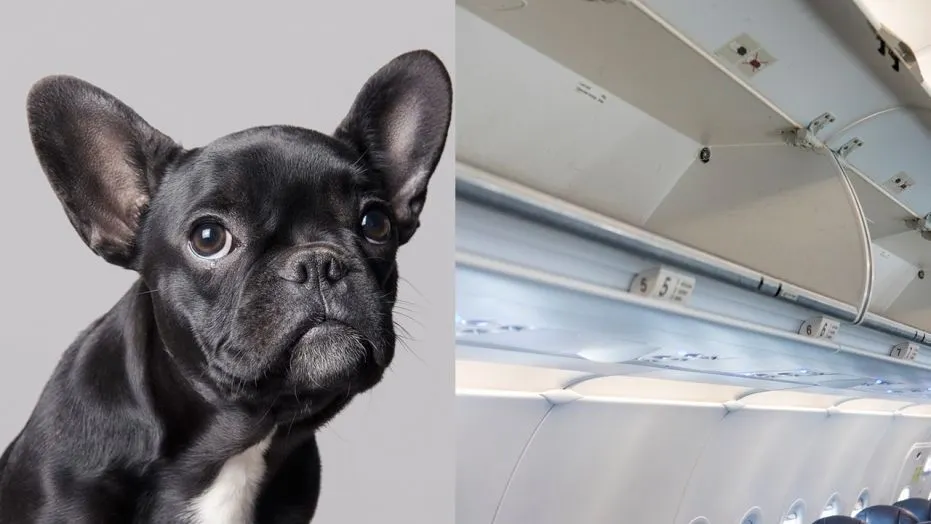 Un câine a fost găsit mort la aterizarea avionului. Oamenii au rămas fără cuvinte. Ce s-a petrecut