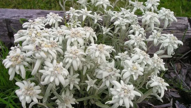 FLOAREA DE COLŢ este regina Carpaţilor. Cum o poţi avea în gradina de acasă